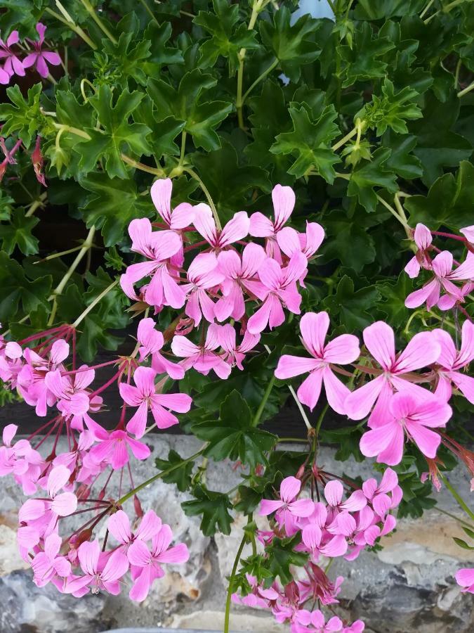 Le Clos Des Hortensias Toutainville ภายนอก รูปภาพ